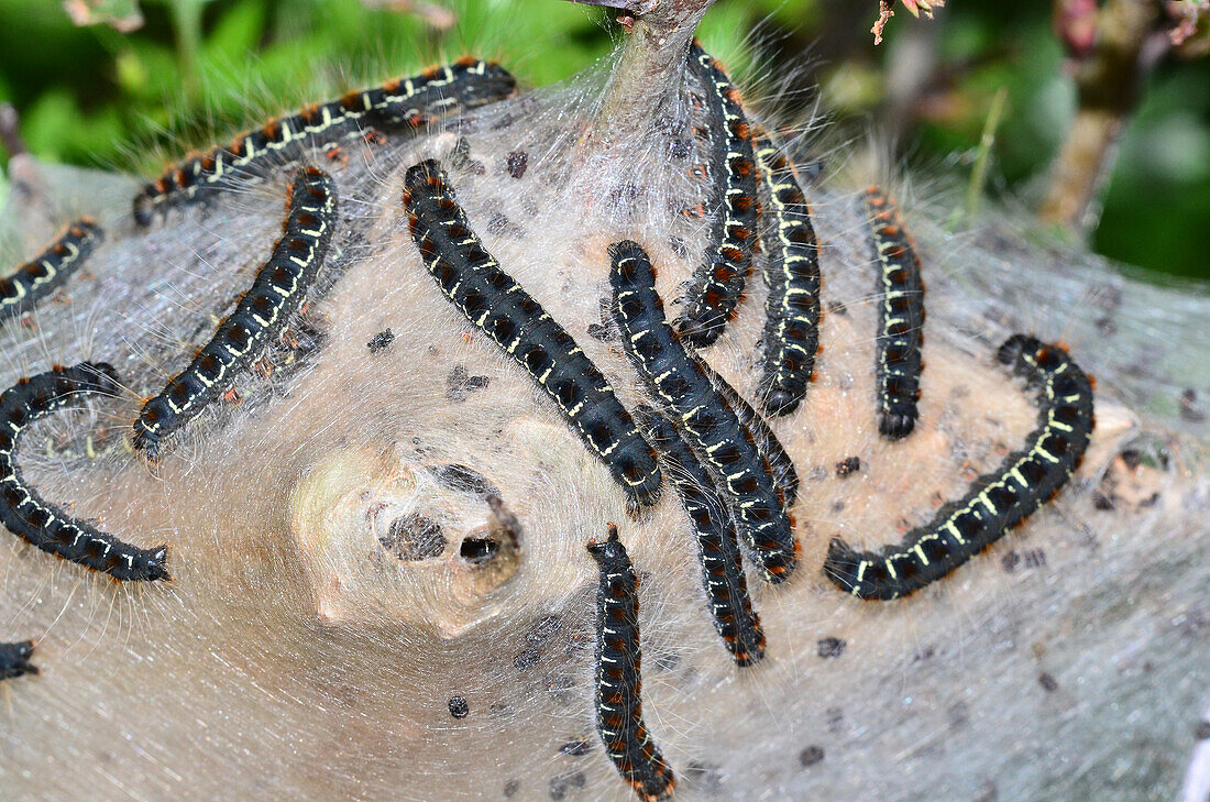 Small eggar larvae on silken web