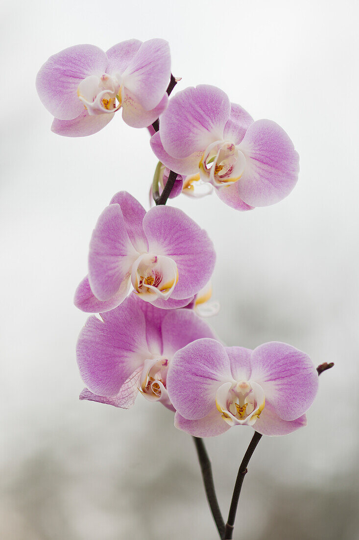 Moth orchid (Phalaenopsis 'Cookie Delight') flowers
