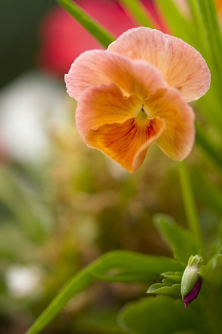 Pansy (Viola x wittrockiana) flower and bud