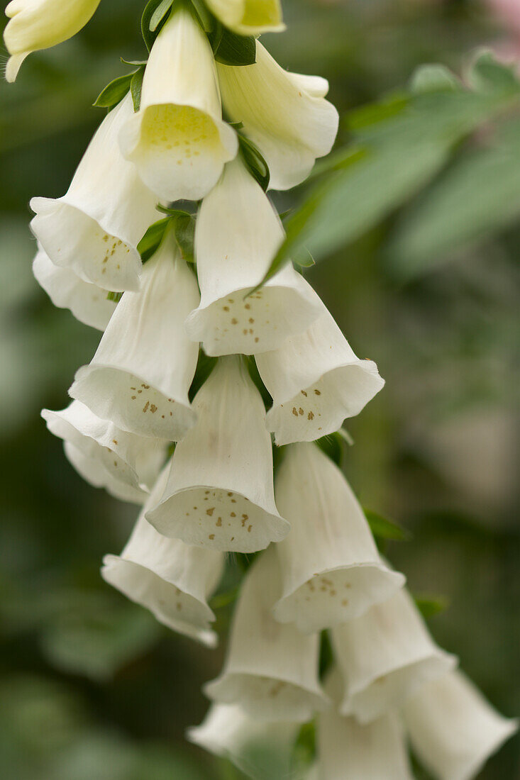 White-flowered foxglove (Digitalis purpurea) flowers