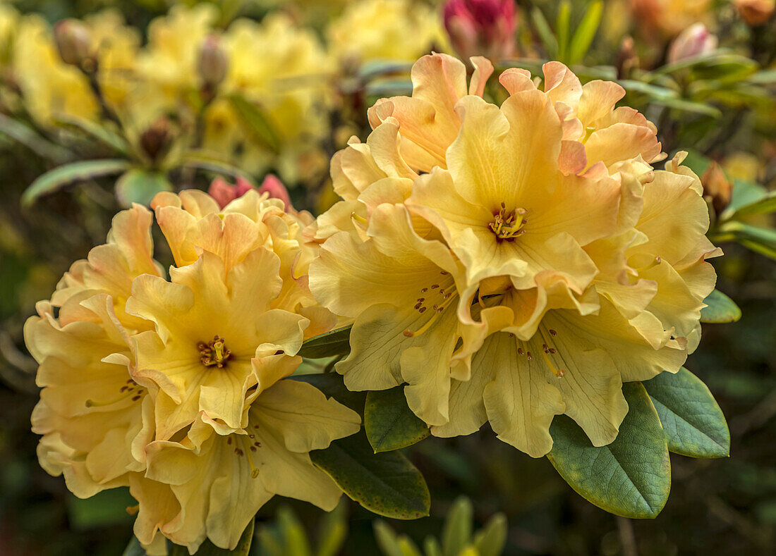 Rhododendron 'Nancy Evans' flowers