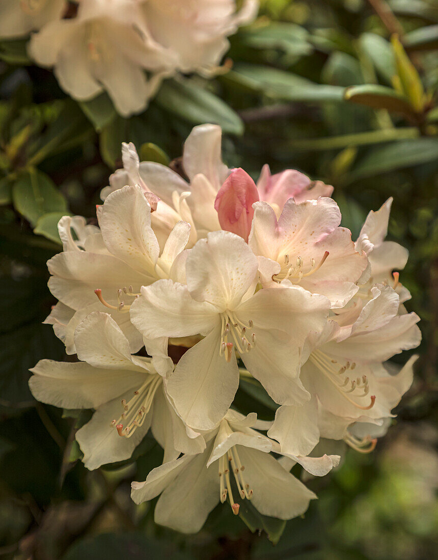 Rhododendron yakushimanum 'Yaku Princess'