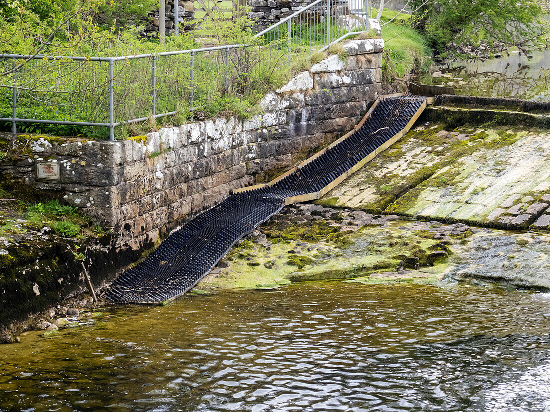 Eel pass and fish ladder