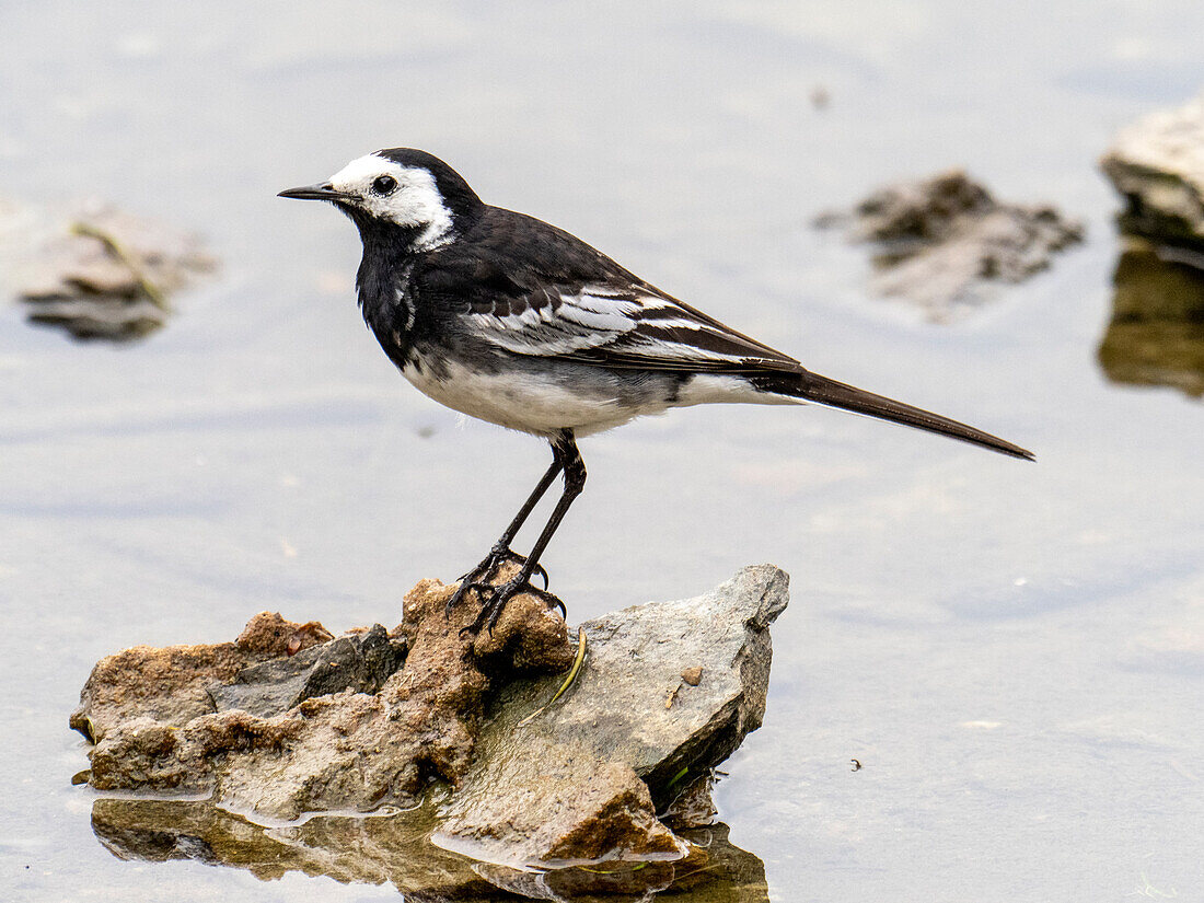 Male pied wagtail