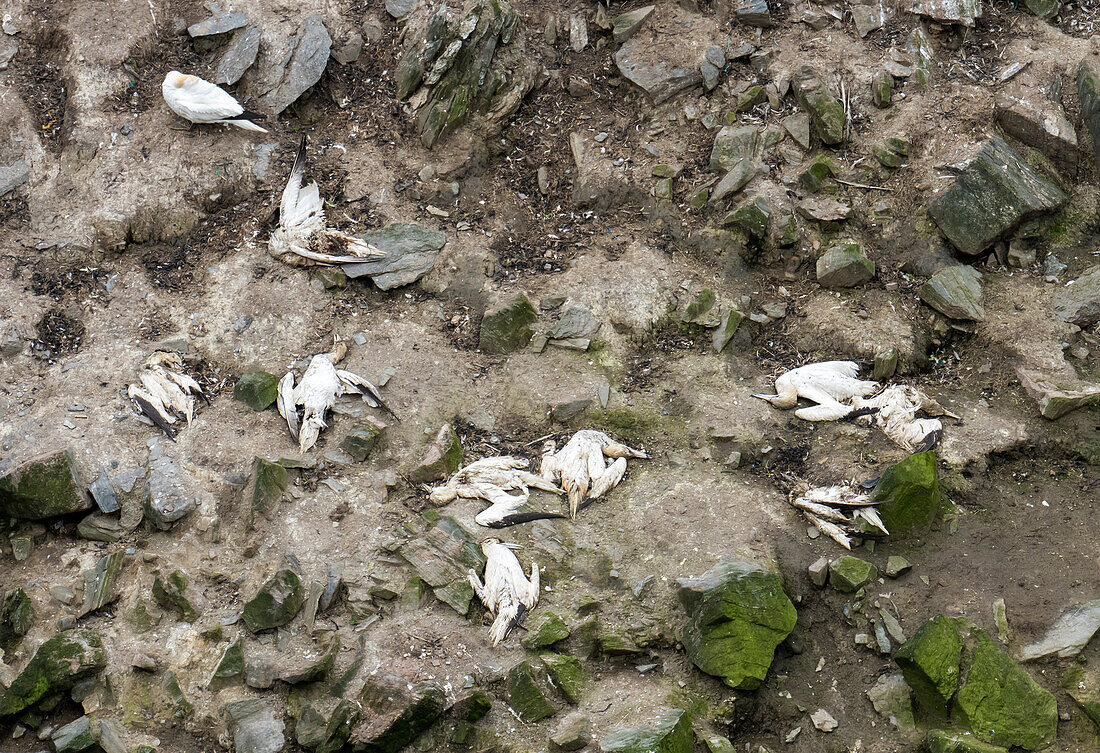 Northern gannets killed by bird flu