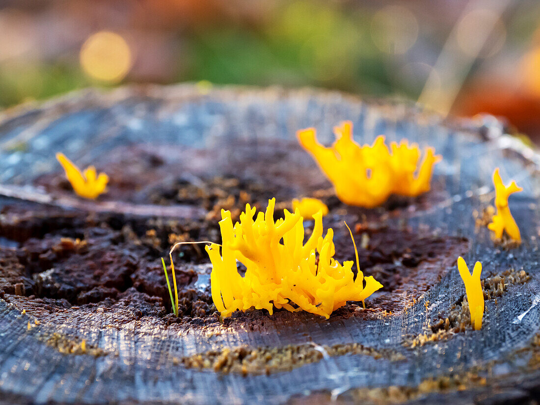 Calocera viscosa fungus