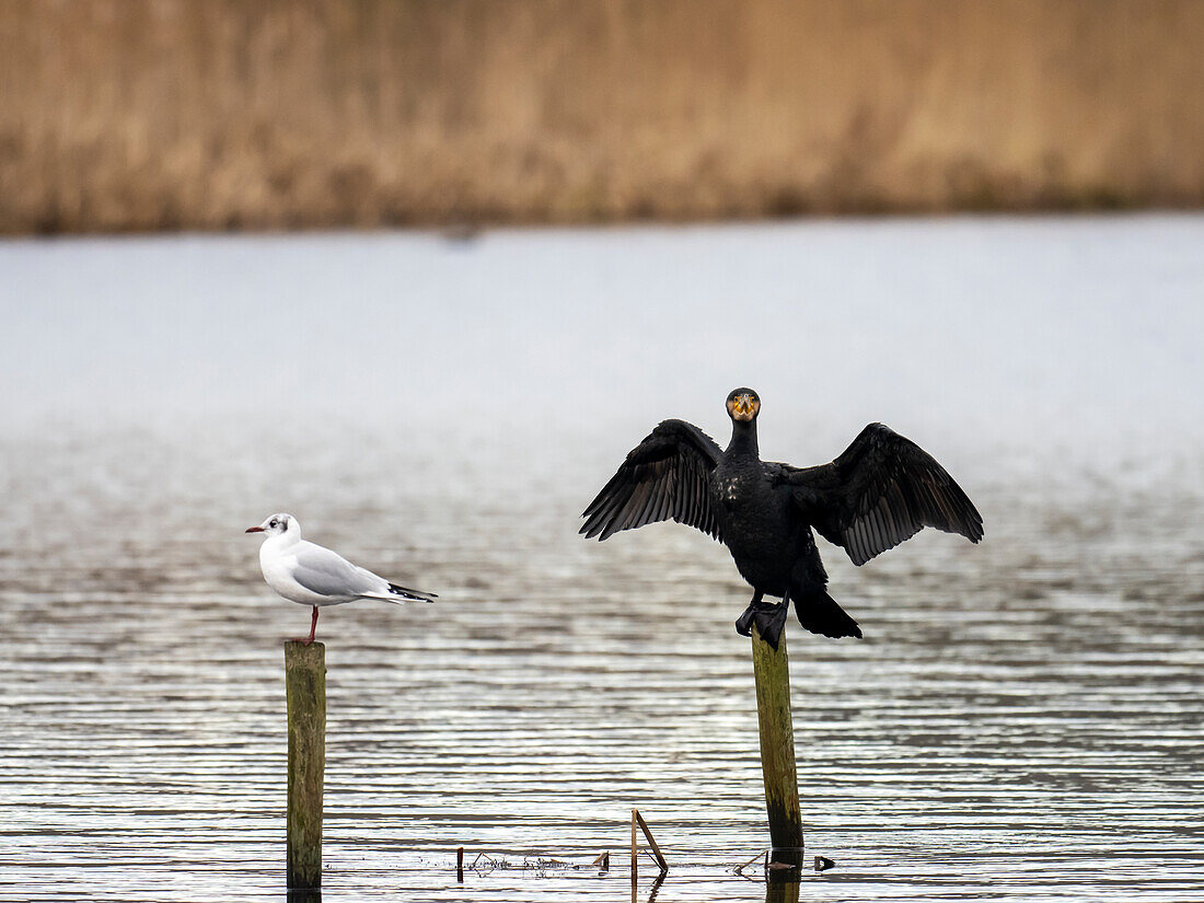 Great cormorant and gull