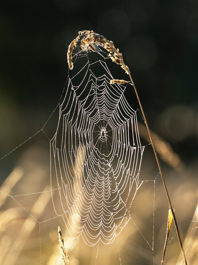 Dew on spiders web at dawn