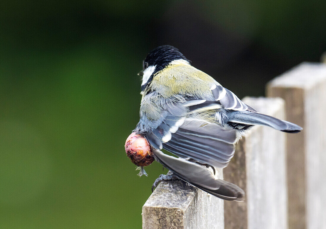 Growth on a great tit's wind