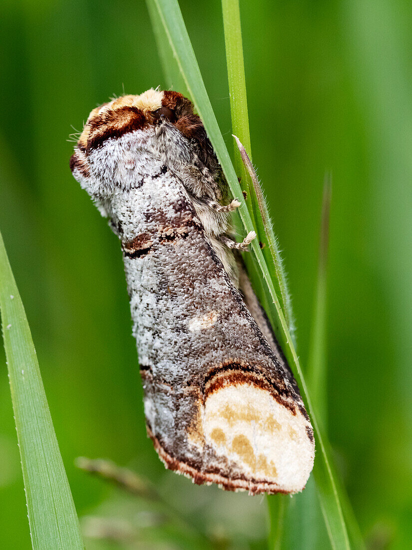 Buff tipped moth