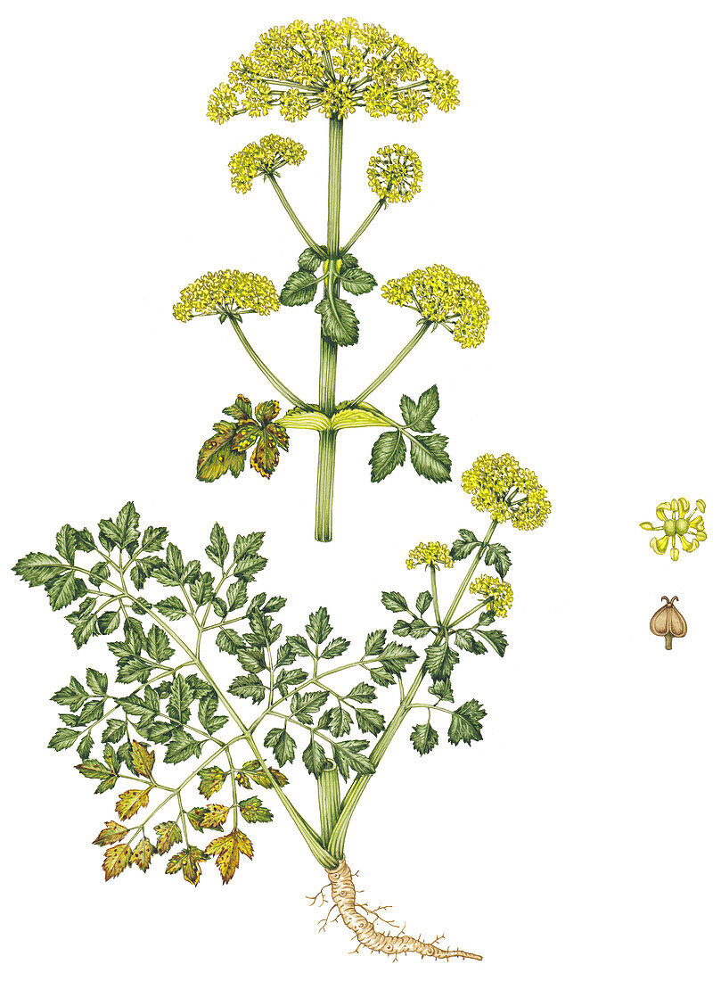 Alexanders (Smyrnium olusatrum) with leaf rust, illustration
