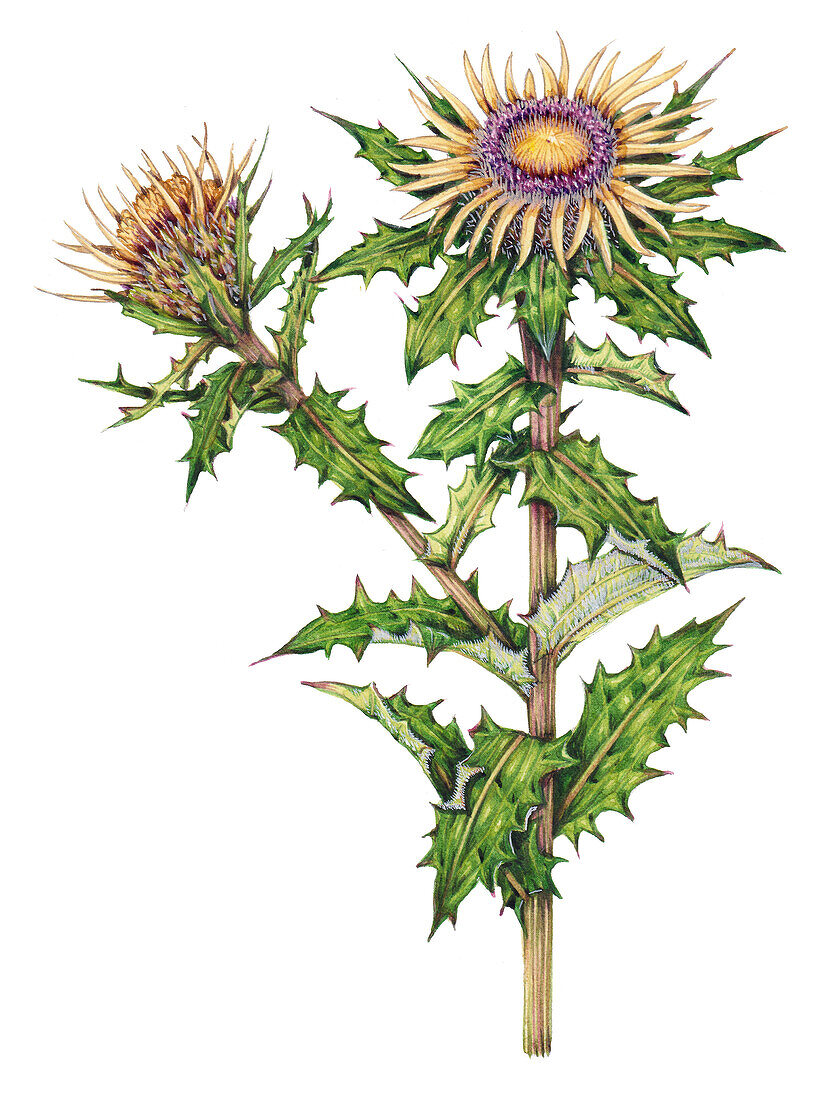 Carline thistle (Carlina vulgaris), illustration