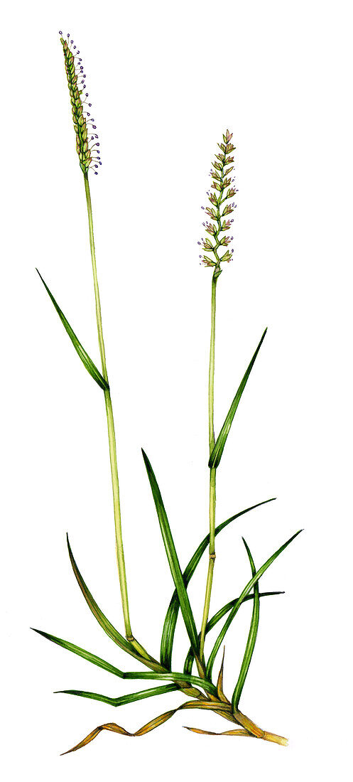 Crested dog's-tail grass (Cynosurus cristatus), illustration
