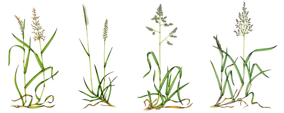 Grasses, illustration