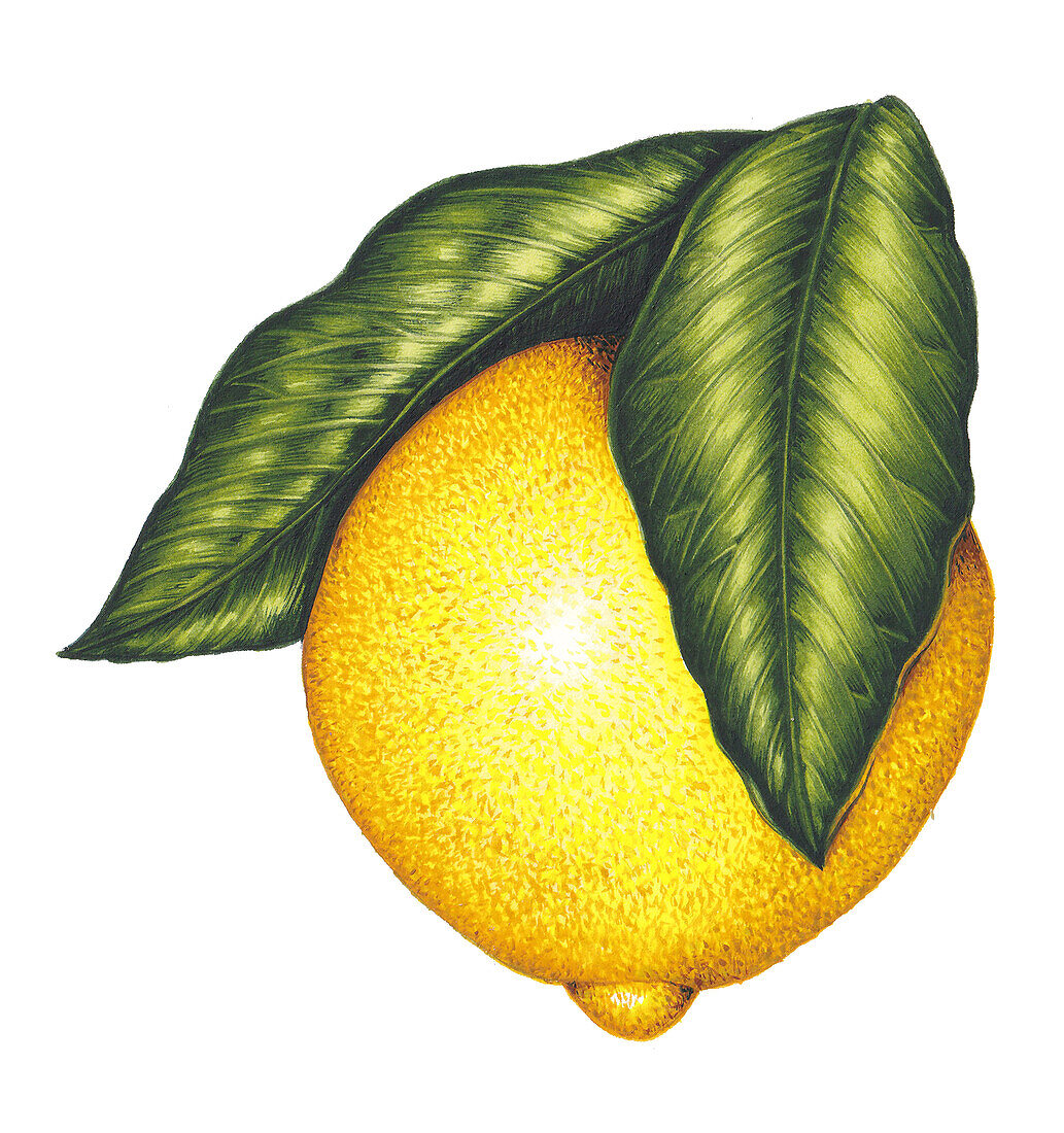 Lemon, illustration