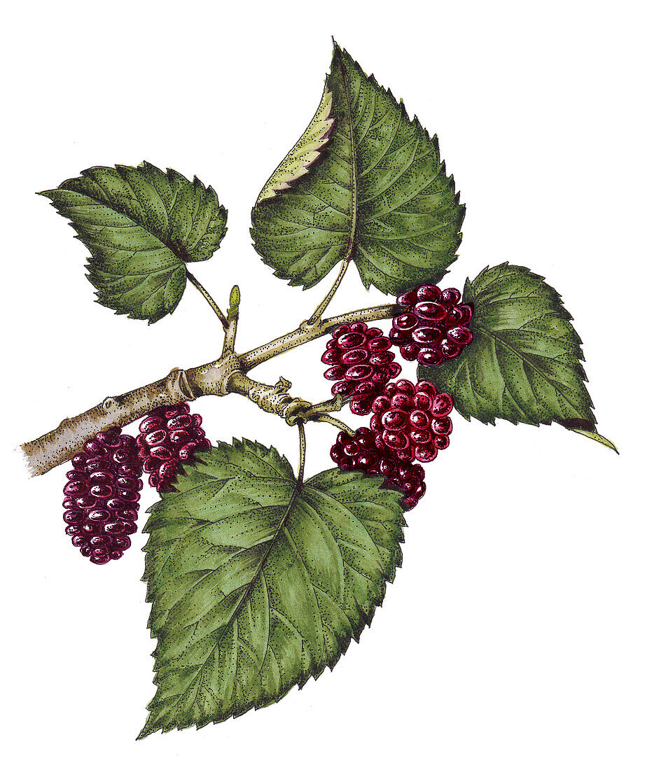 Mulberry (Morus nigra), illustration