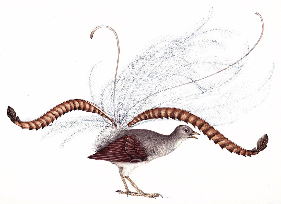 Male superb lyre bird, illustration
