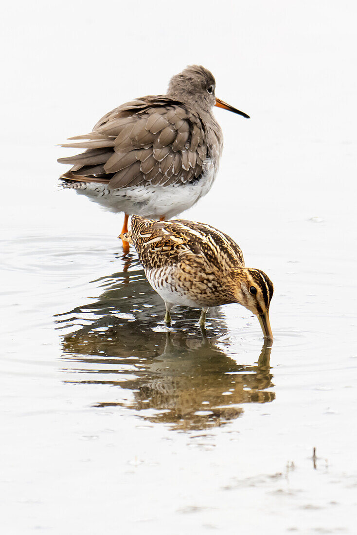 Common snipe and redshank