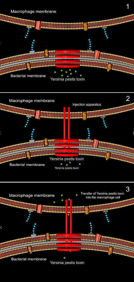 Injection mechanism of Yersinia pestis toxin, illustration