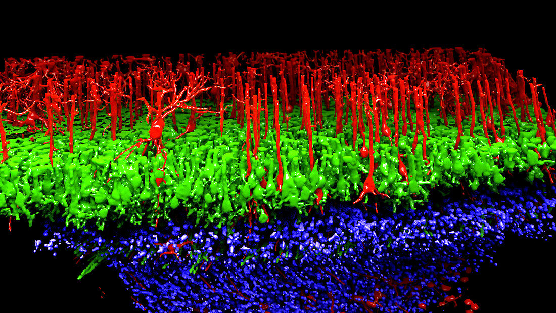 Mouse neuronal fibres, illustration