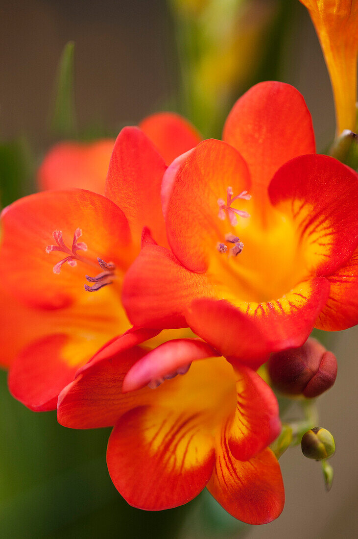 Freesia (Freesia corymbosa) flowers