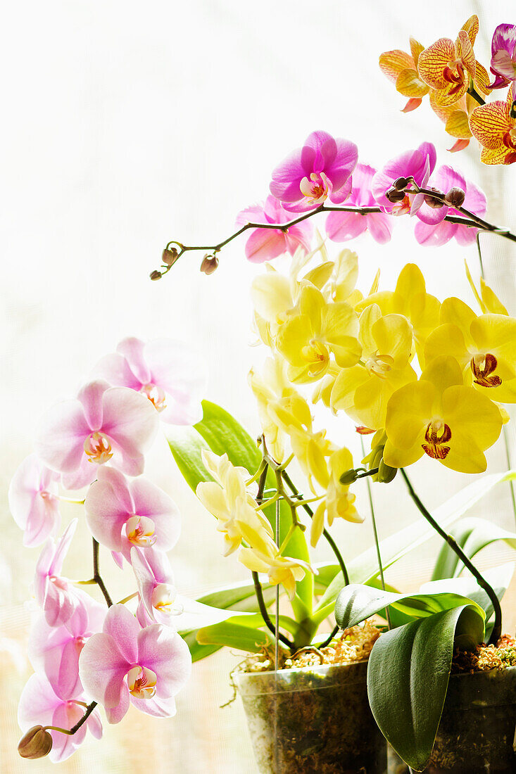 Moth orchids (Phalaenopsis) flowers