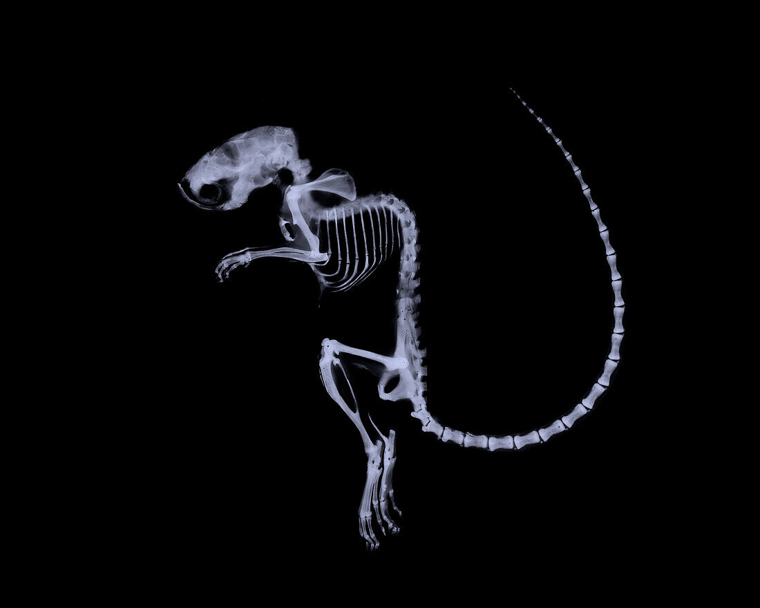 House mouse with deformed spine