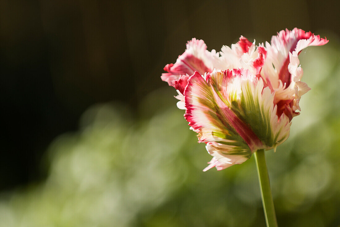 Tulip (Tulipa 'Flaming Parrot') flower