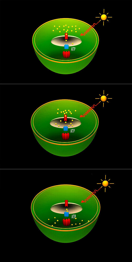 ATP synthase working in chloroplasts, illustration