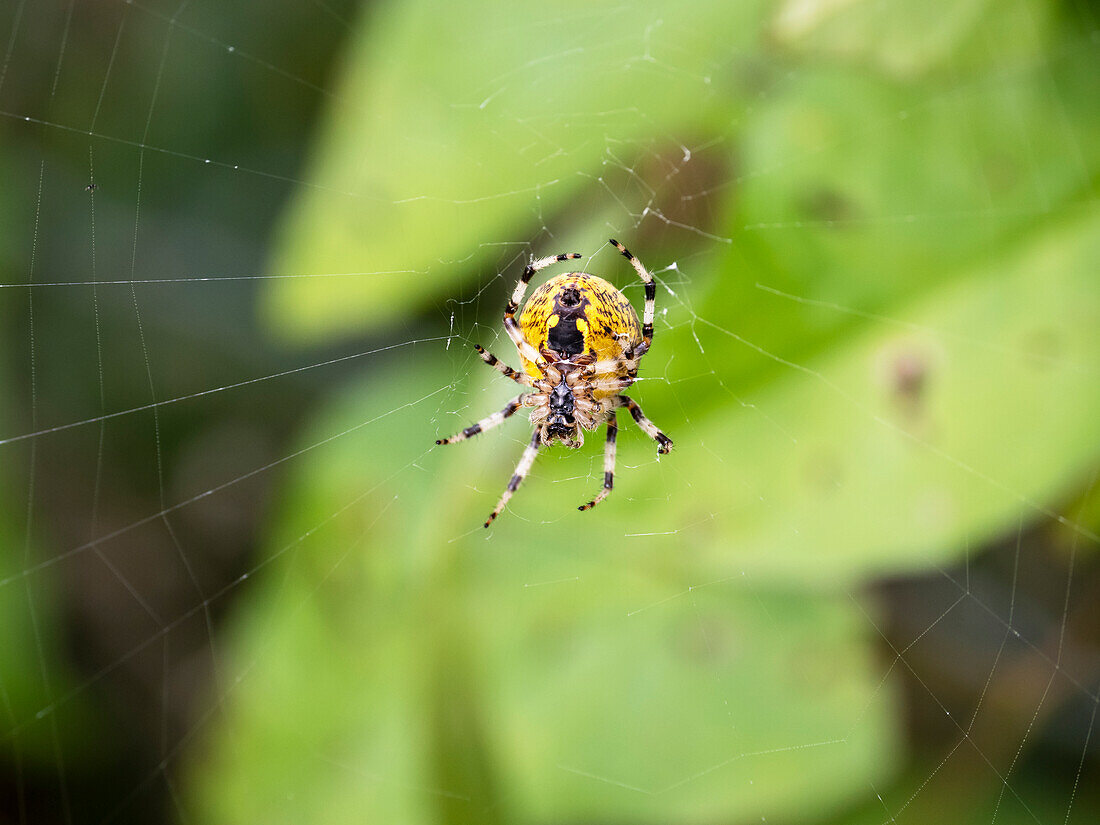 Orb web spider