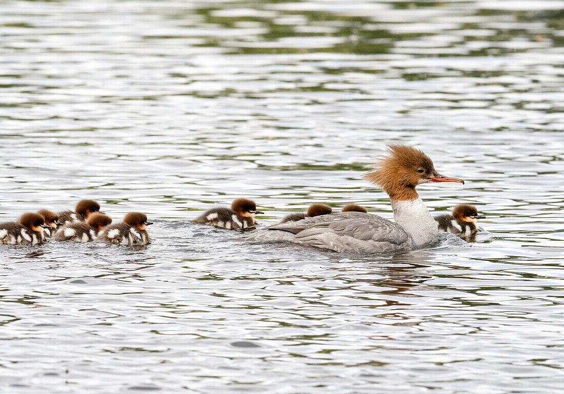 Female goosander and ducklings