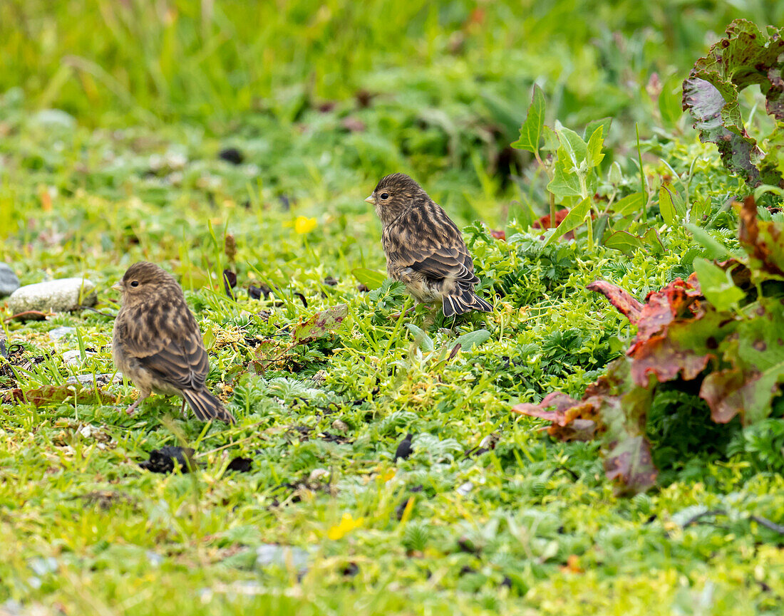 Twite