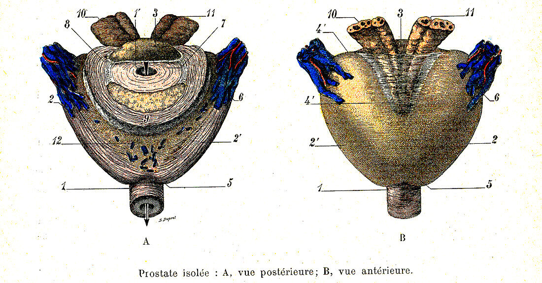 Prostate anatomy, illustration
