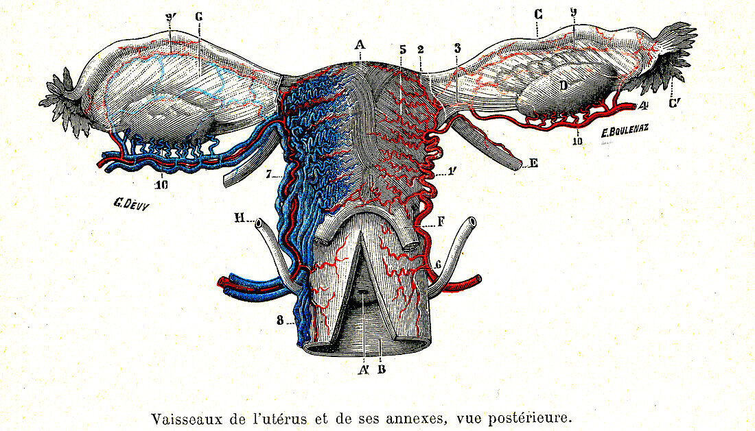 Female reproductive system arteries, illustration