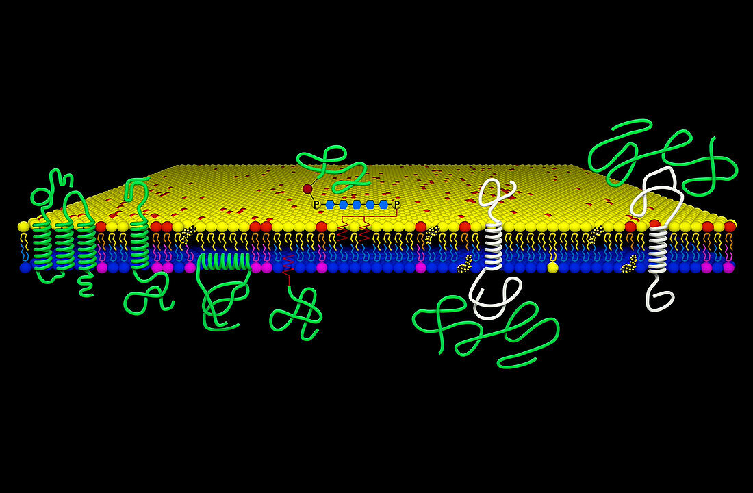 Cell membrane composition, illustration