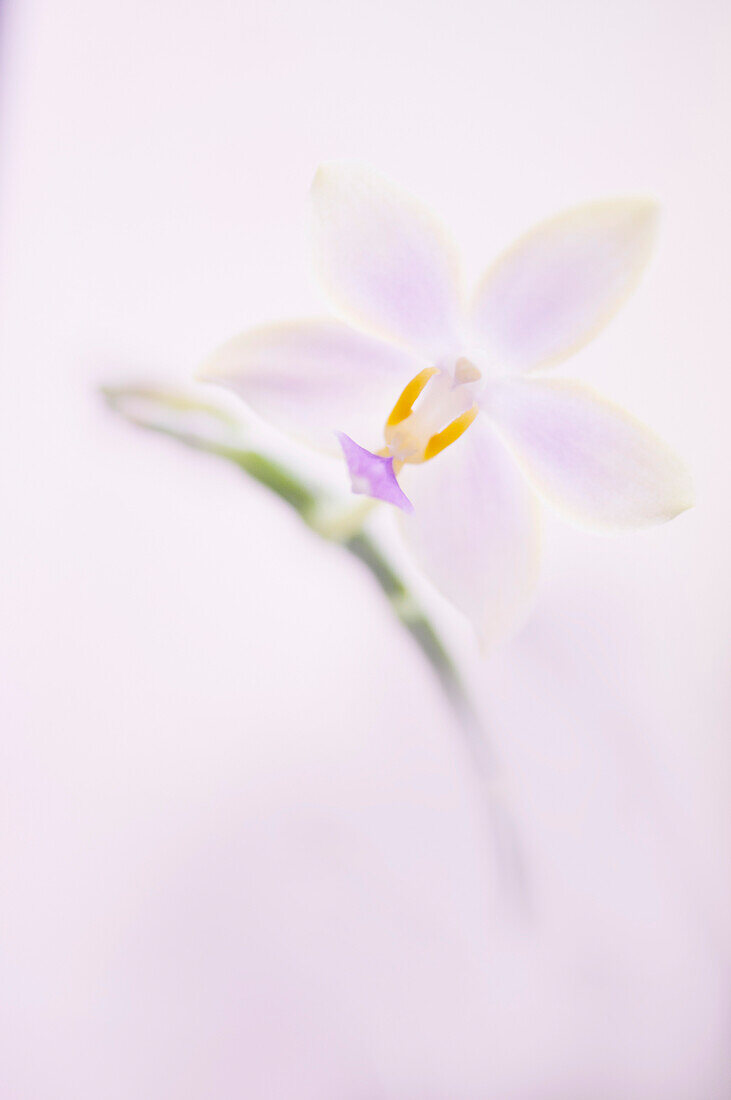 Phalaenopsis 'Lyndon Equator Jewel' orchid