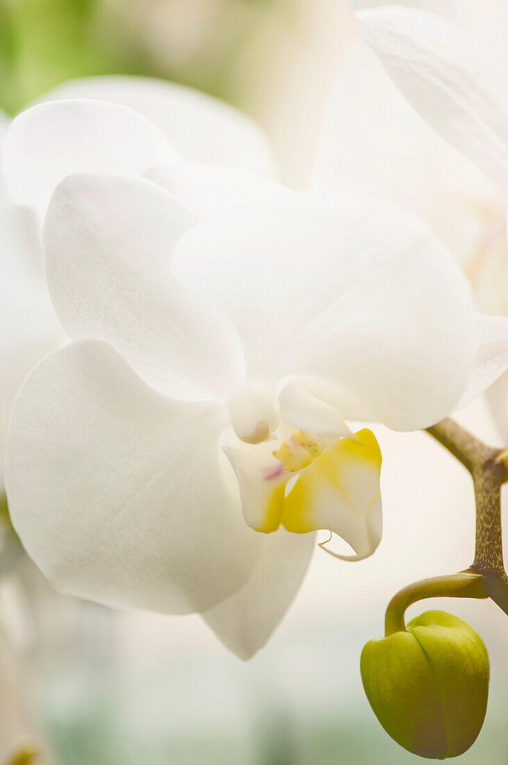 Phalaenopsis Timothy Christopher 'Floribunda' orchid