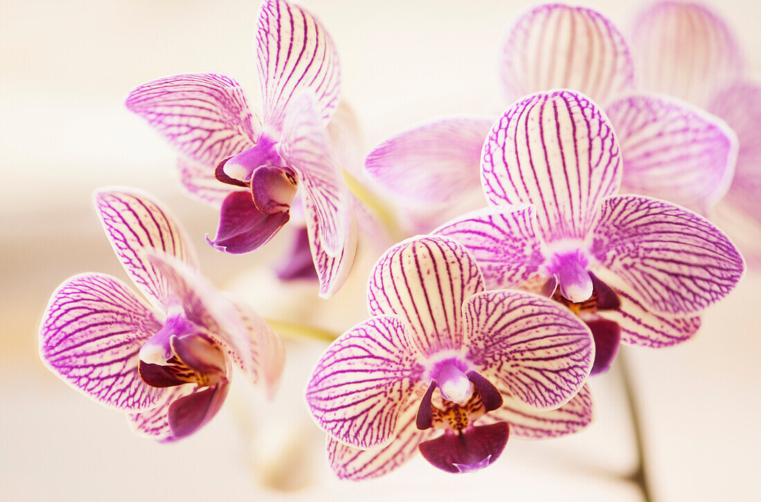 Phalaenopsis Fangmei Sweet 'Coral' orchids
