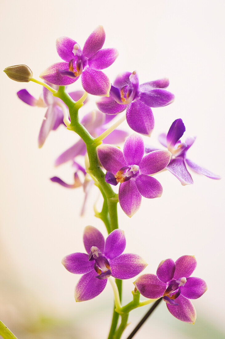 Phalaenopsis Lioulin Sweet 'Sweetheart' orchid