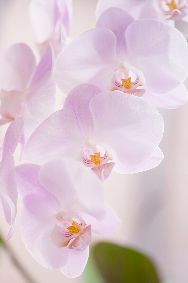 Phalaenopsis Nobby's Spring Alice 'Sakura' orchid