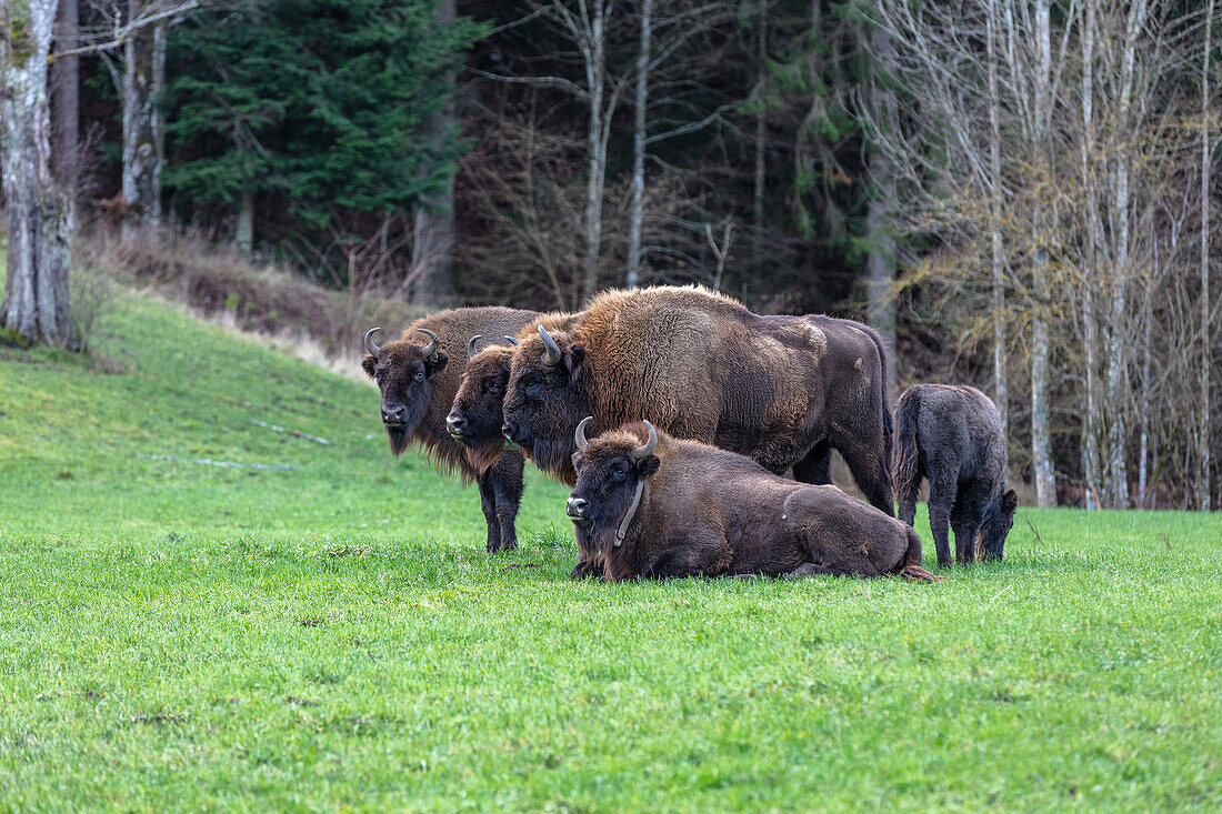 European bison herd