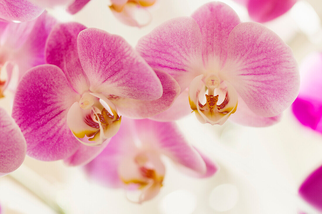 Moth orchid (Phalaenopsis 'Cookie Delight') flowers