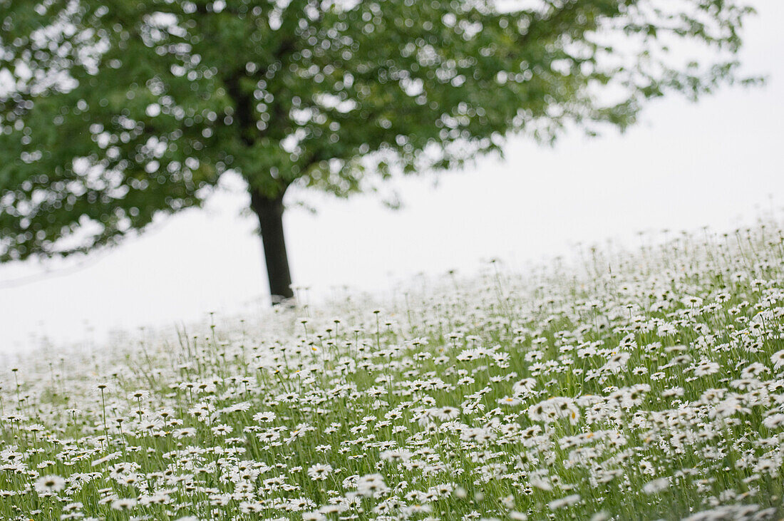 Field of shasta daisies (Leucanthemum x superbum)