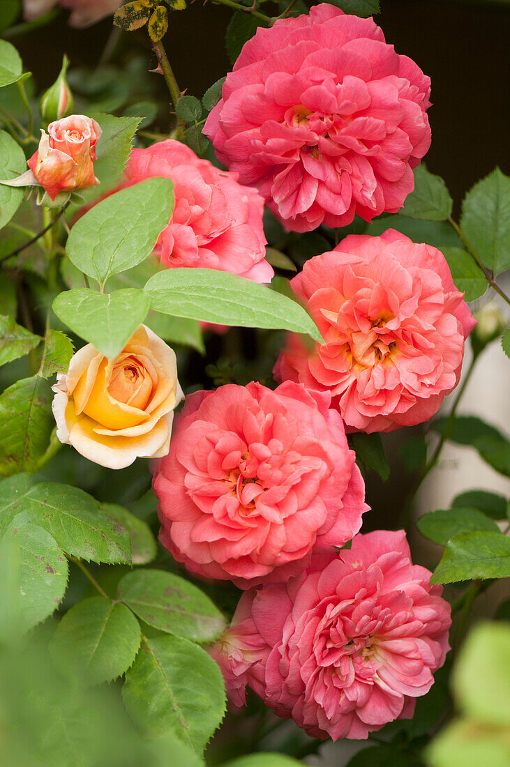 Rose (Rosa 'Orange Veranda') flowers