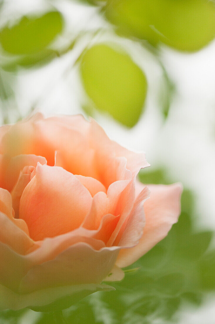 Climbing rose (Rosa 'Polka')
