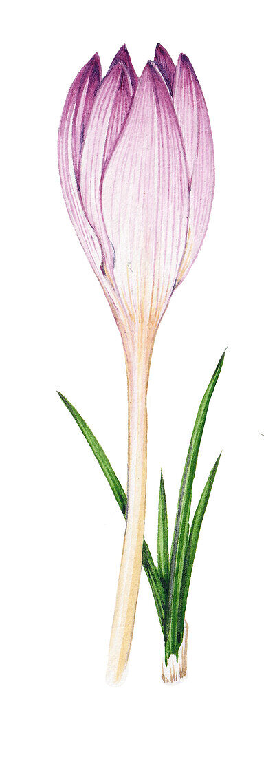Autumn crocus (Colchium autumnale) flower, illustration