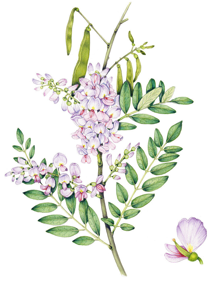 Quickstick tree (Gliricidia sepium) flowers, illustration