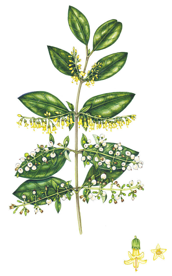 David's milkberry (Chiocacca alba) flowers, illustration