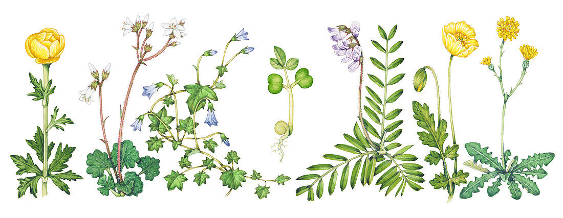 Eudicot plant variety, illustration