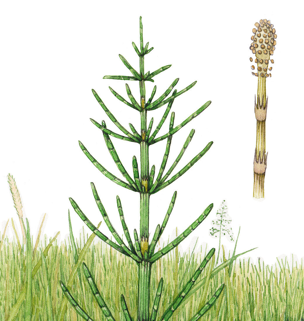 Equisetum arvense and strobilus cone, illustration
